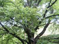 A1160 Strijbeek Hondsdonk Valkenberg 053 Meer GPS wandelingen kunt u vinden op  www.gpswalking.nl